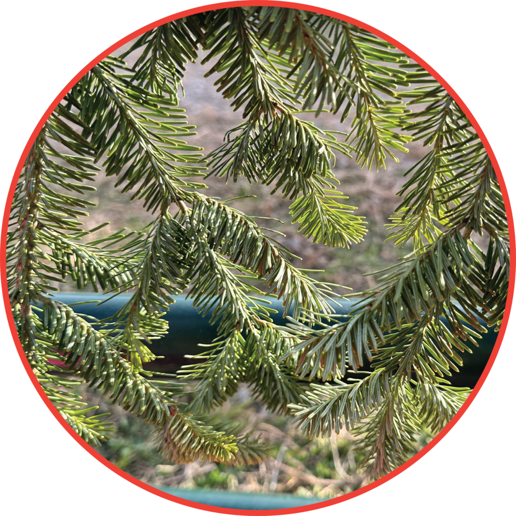Canaan Fir Wilcox Farms canaan-fir-wilcox-farms